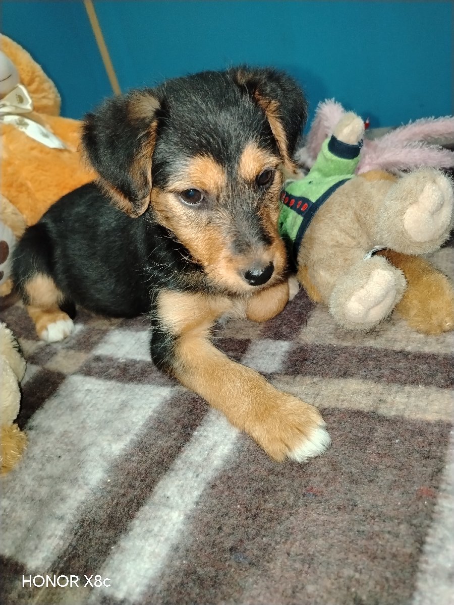 Foto de Perrito