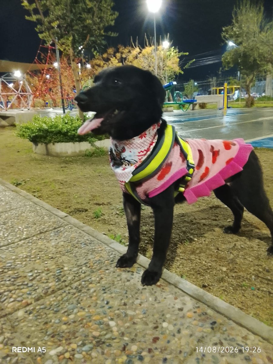 Foto de luna