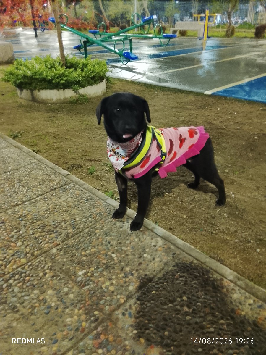 Foto de luna