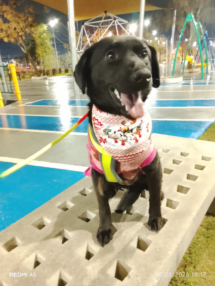 Foto de luna