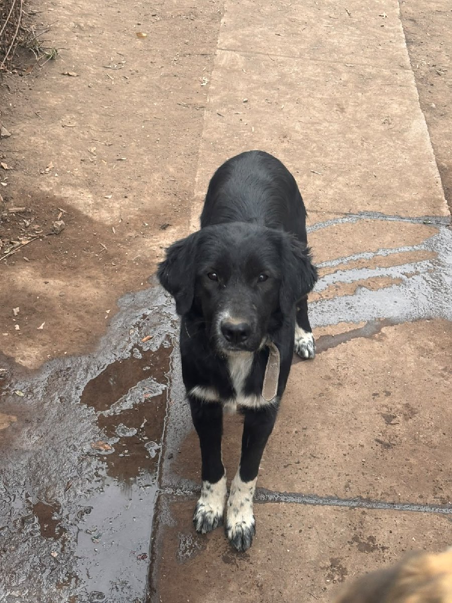 Foto de Puntas, perro en adopción