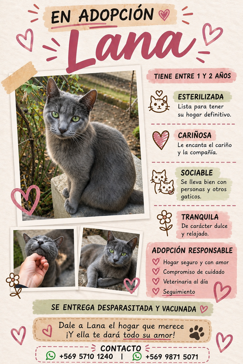 Foto de Lana, gato en adopción en Ñuñoa