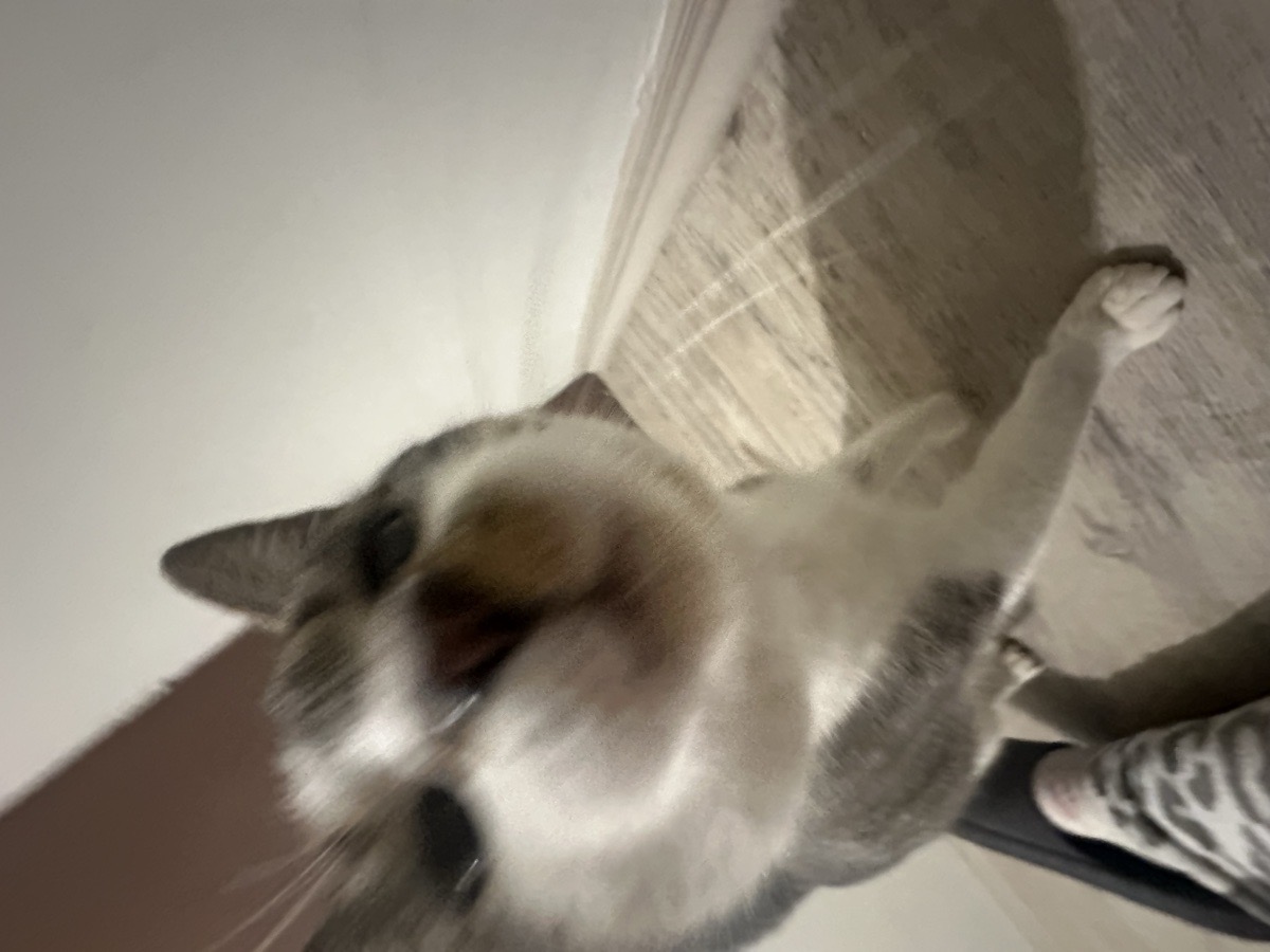 Foto de Teo
