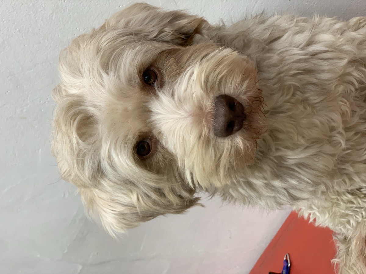 Foto de Chómpiras, perro en adopción en Recoleta