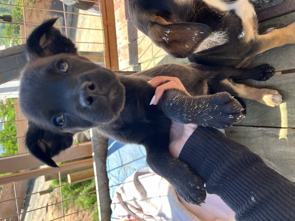 Foto de Perrito, perro en adopción en Concón