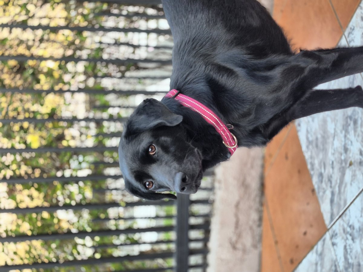Foto de Pantera, perro en adopción en Peñalolén