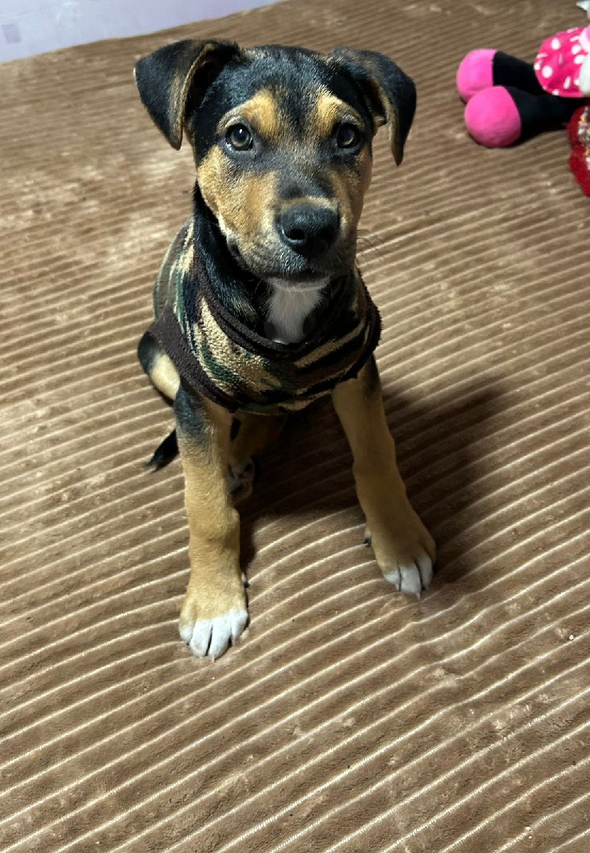 Foto de Perrito