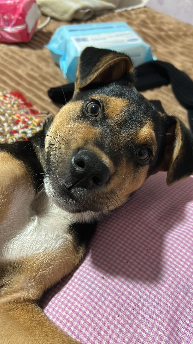 Foto de Perrito