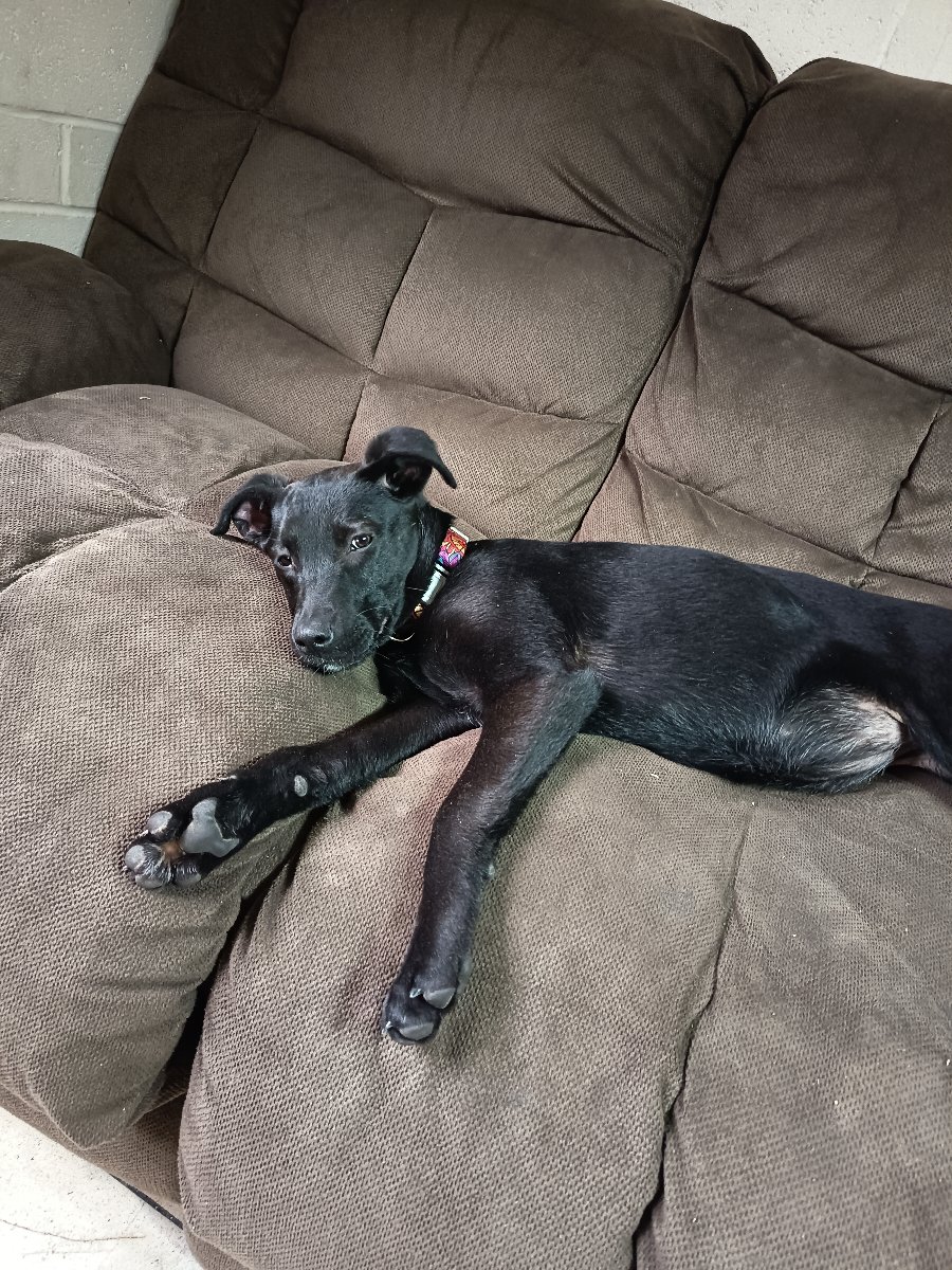 Foto de Sansa