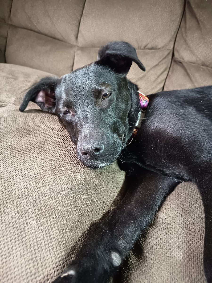 Foto de Sansa