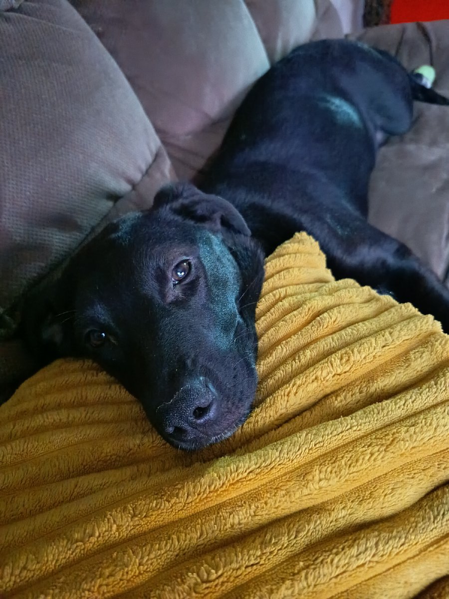 Foto de Sansa