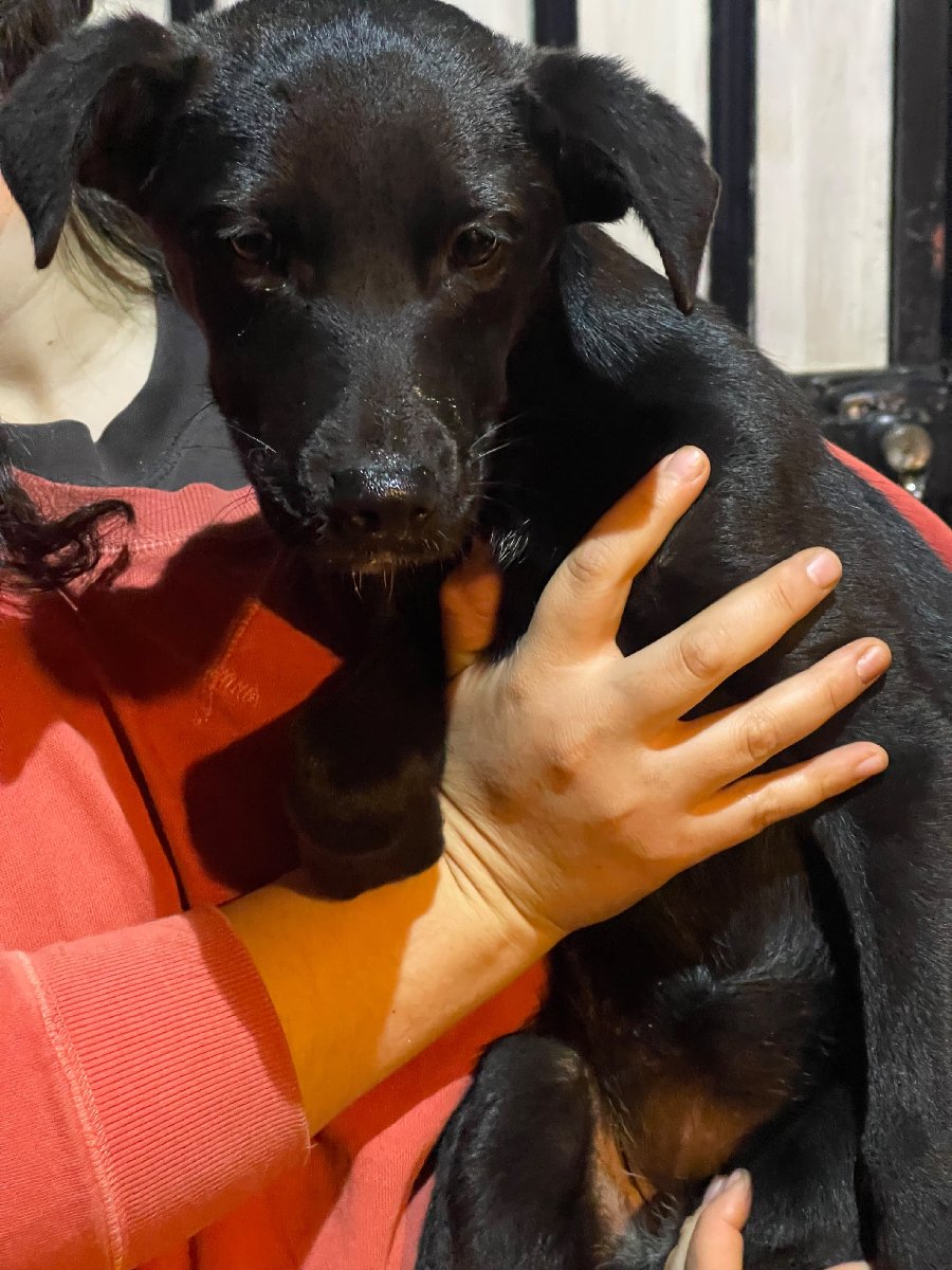 Foto de Sansa