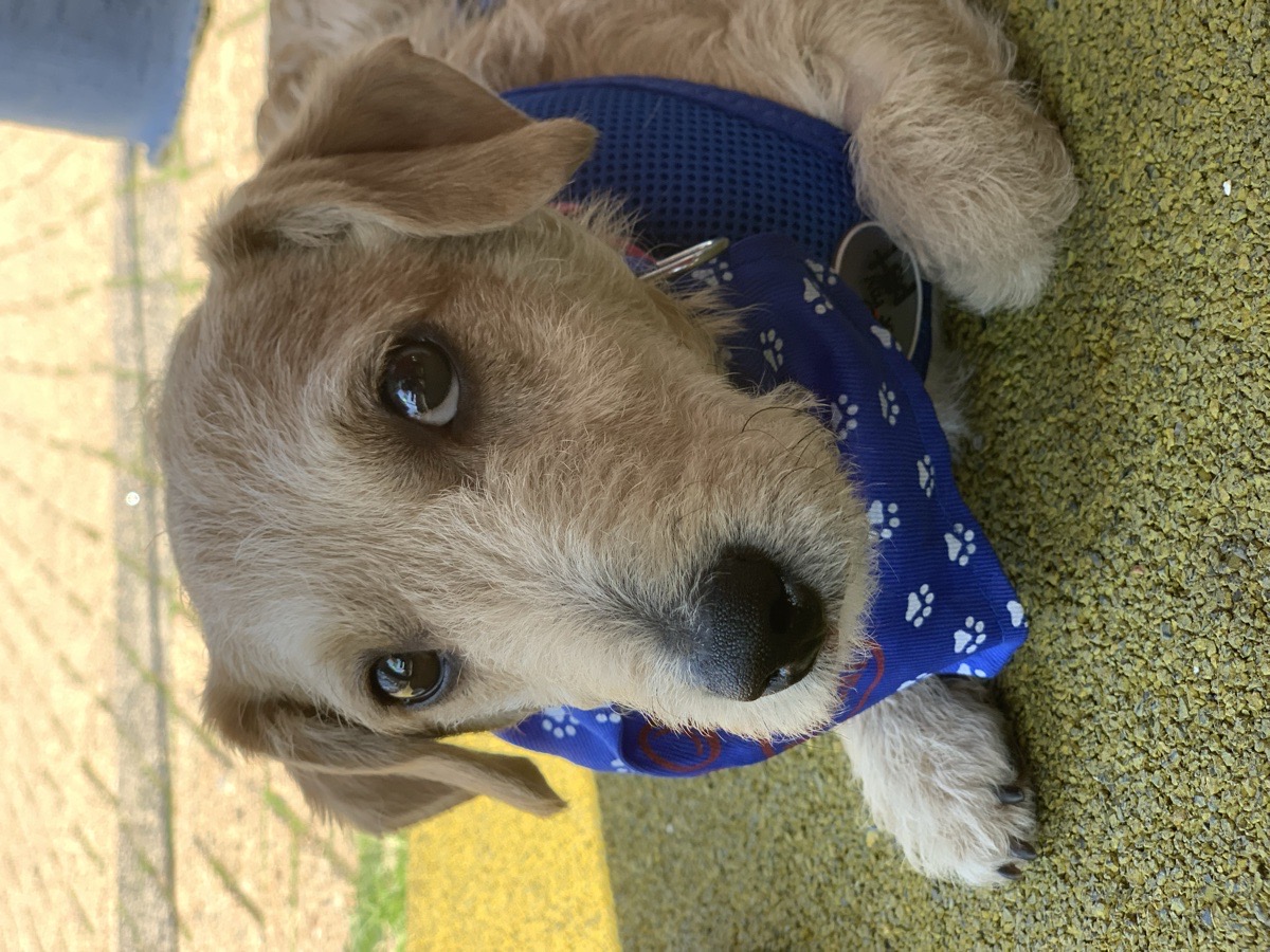 Foto de Perrito, perro en adopción en Recoleta