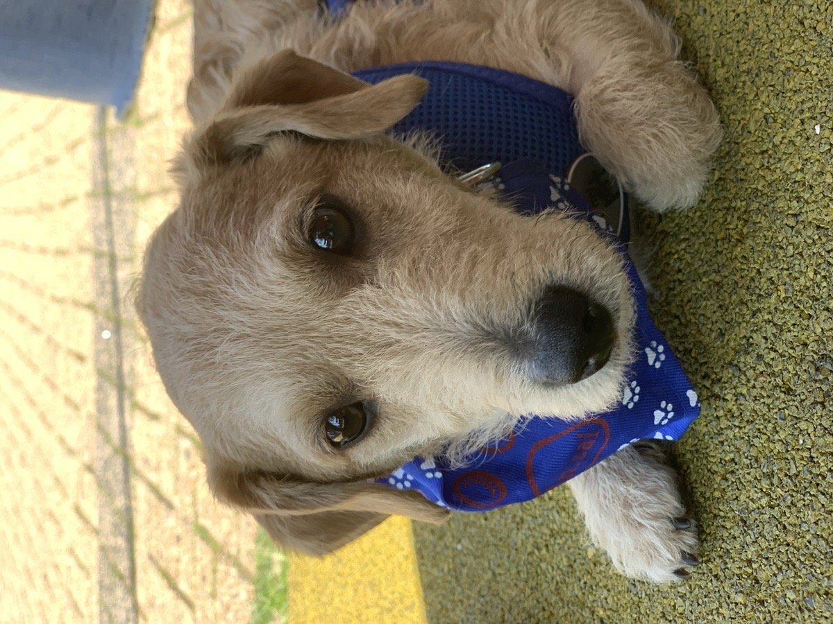 Foto de Perrito