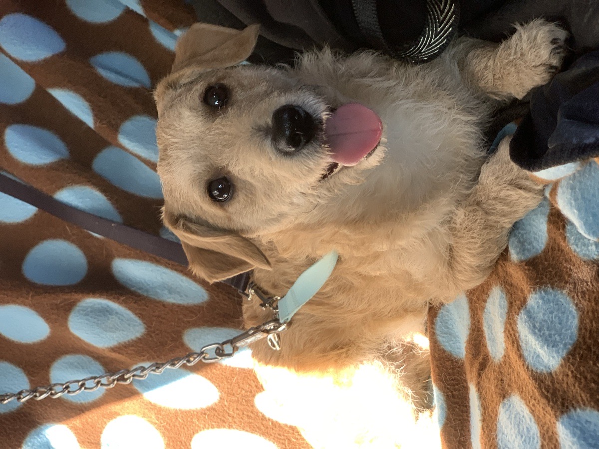 Foto de Perrito
