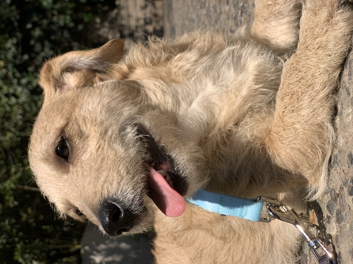 Foto de Perrito