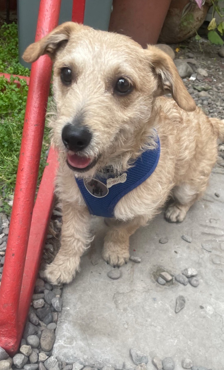Foto de Perrito