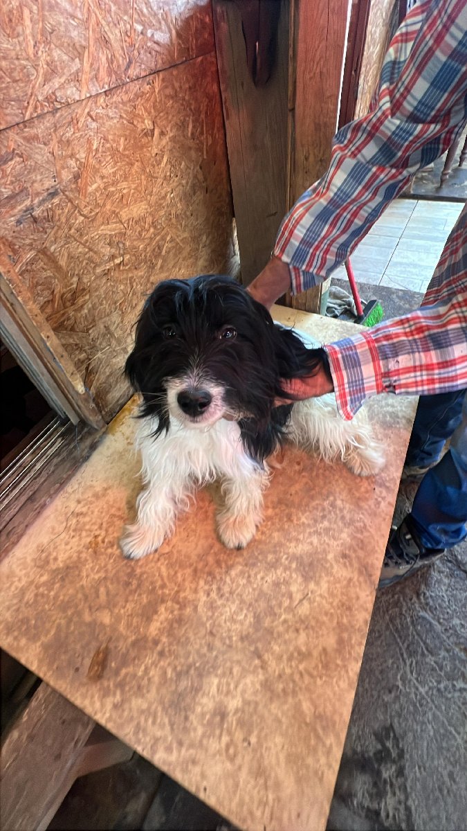 Foto de Pandita, perro en adopción