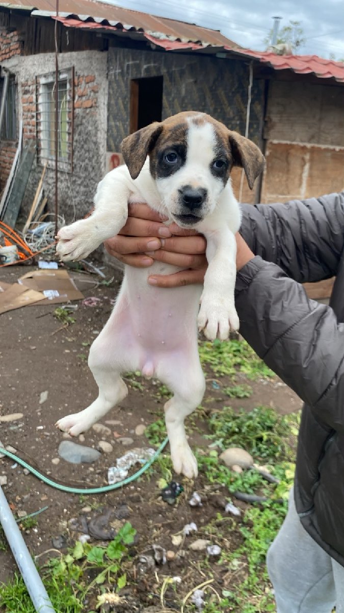 Foto de Antonia, perro en adopción en Talagante