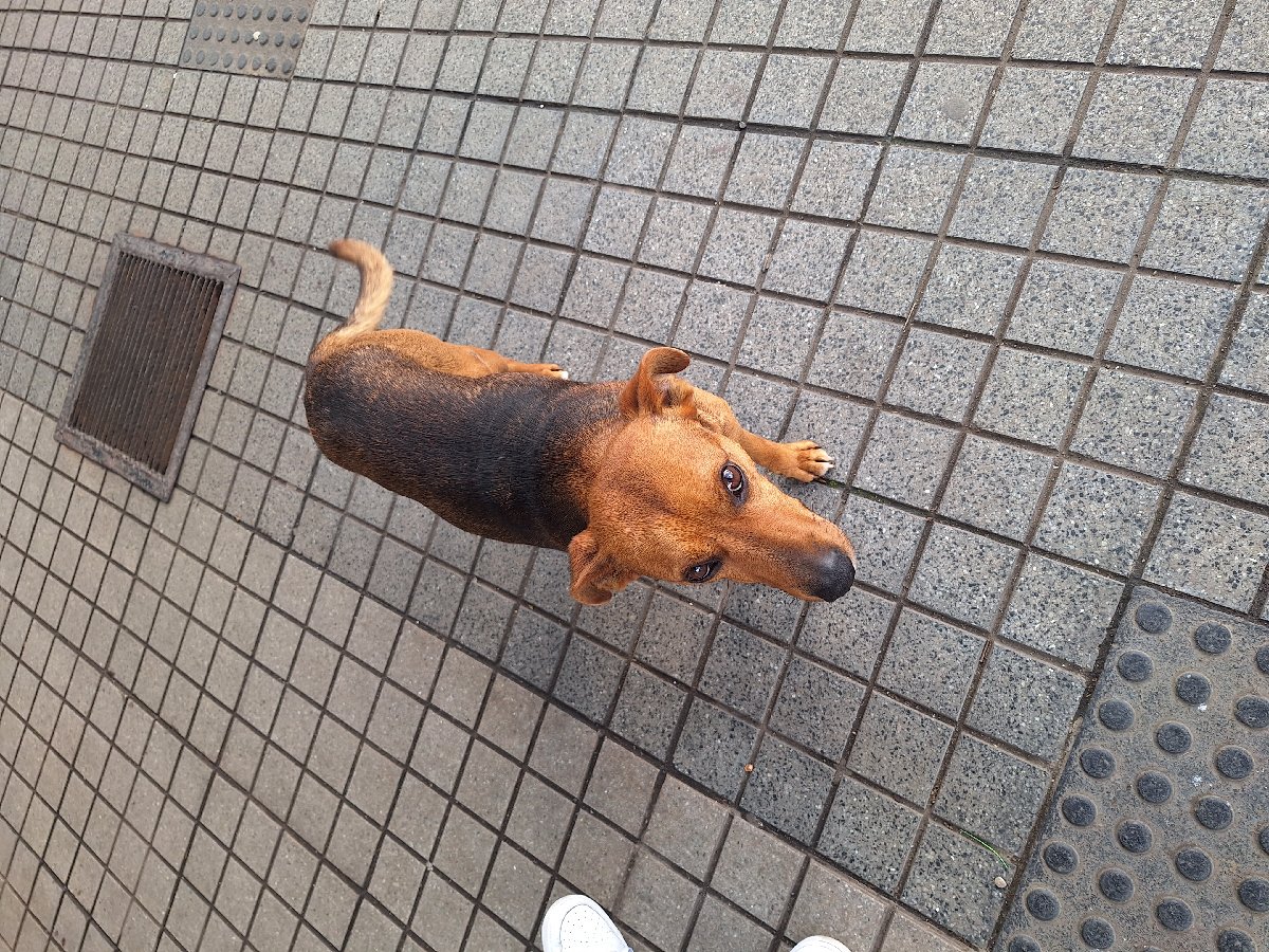 Foto de Avellano, perro en adopción en Osorno