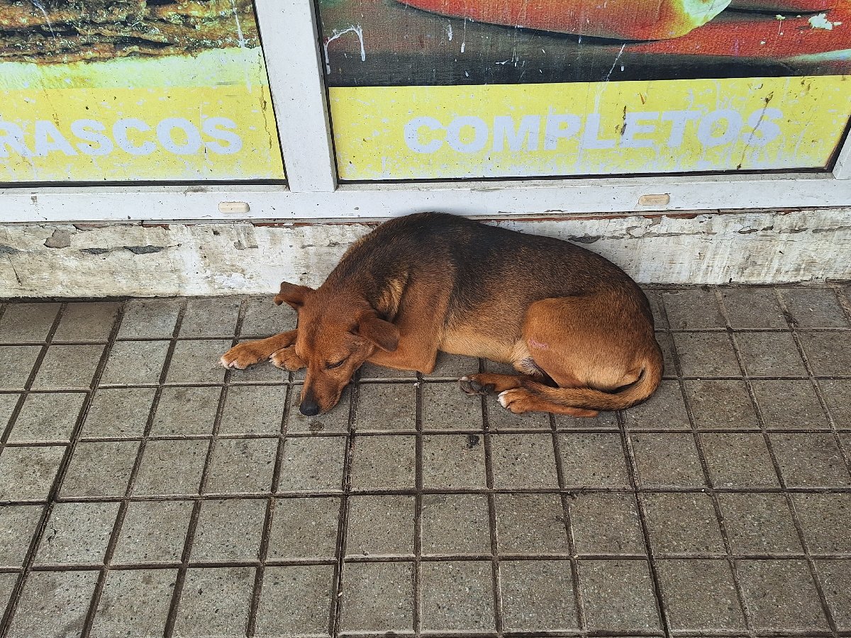Foto de Avellano