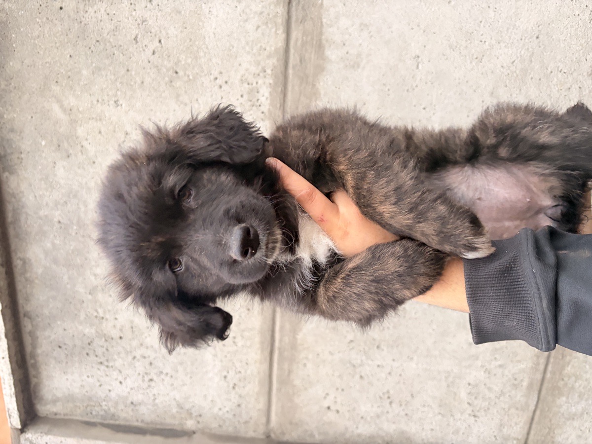 Foto de Perrito