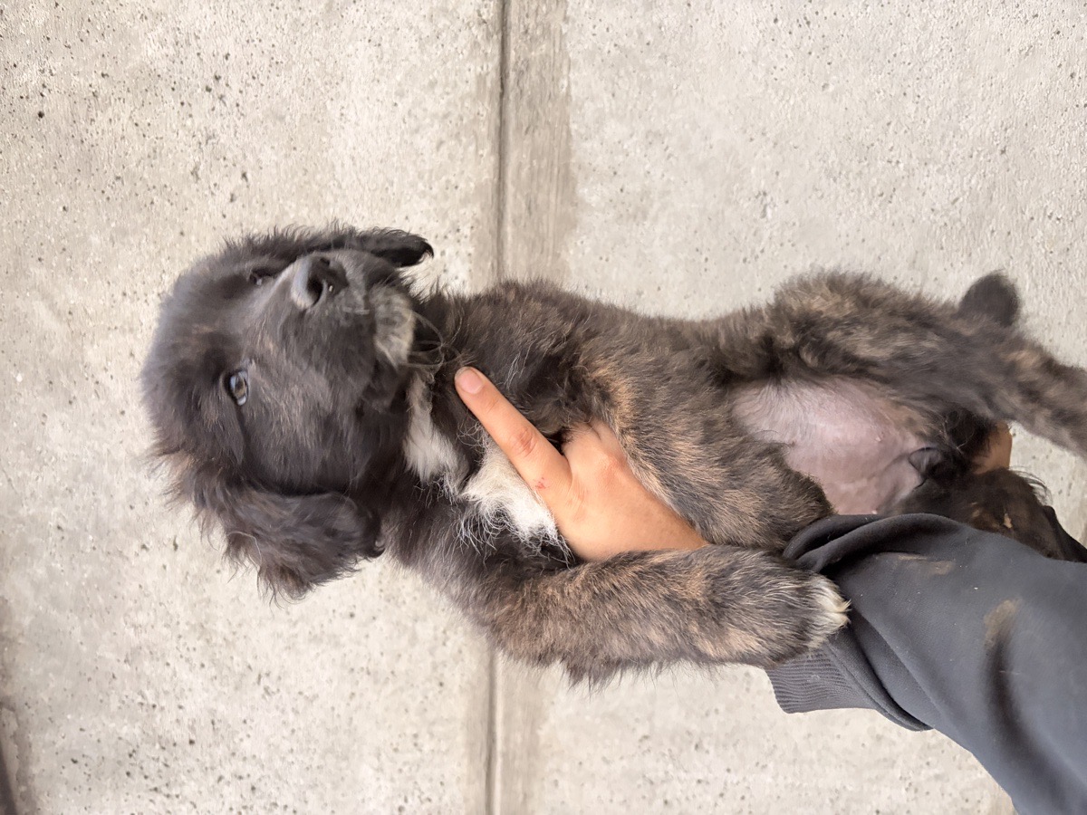 Foto de Perrito