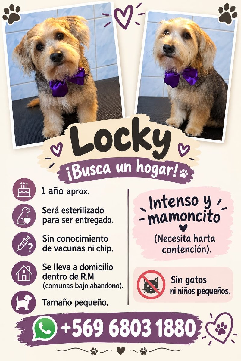 Foto de Perrito, perro en adopción en Estación Central