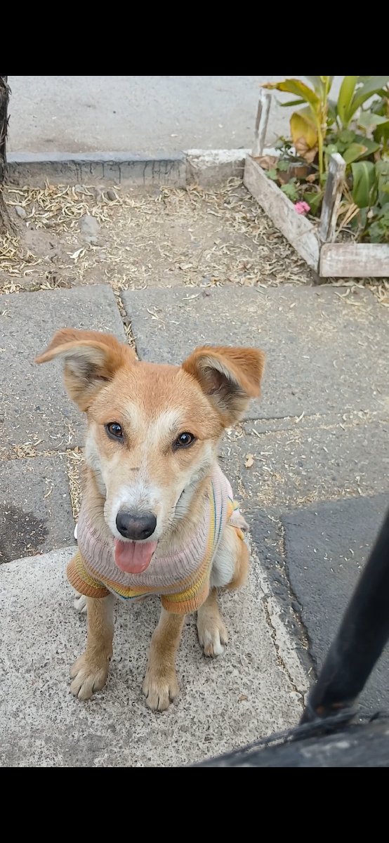 Foto de Canela