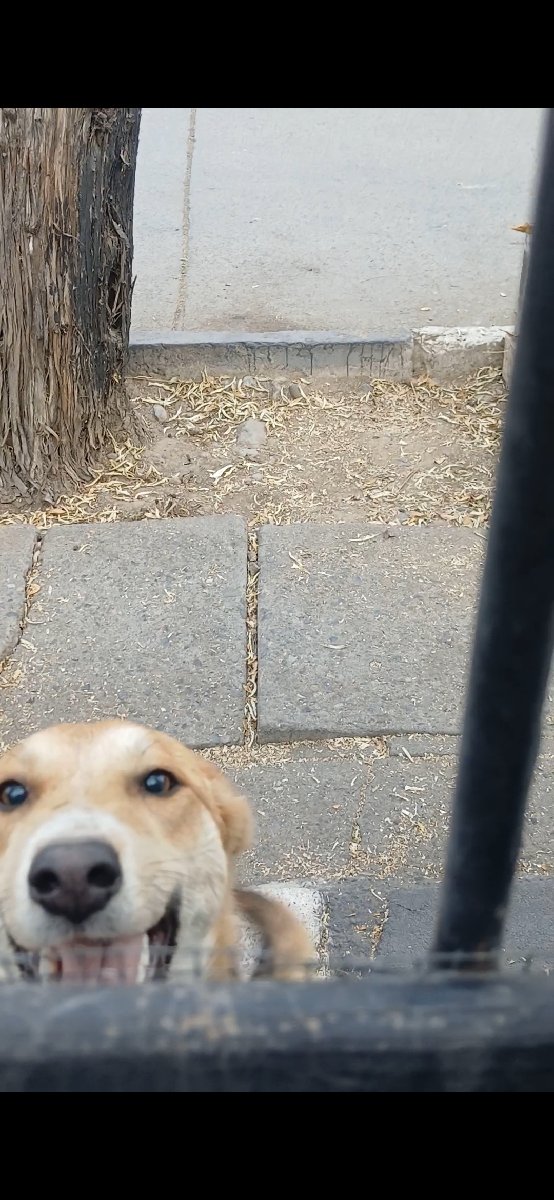 Foto de Canela