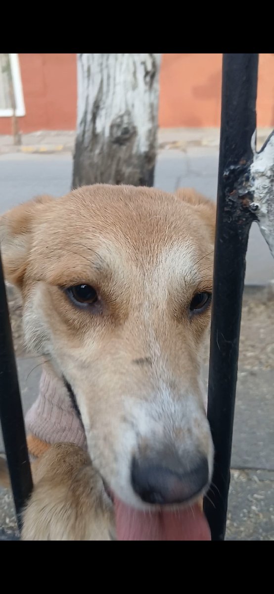 Foto de Canela