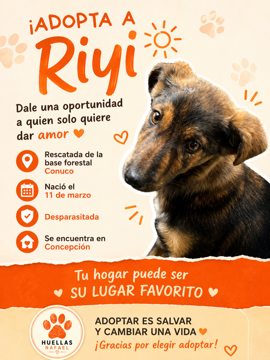 Foto de Riyi 🪾, perro en adopción en Concepción