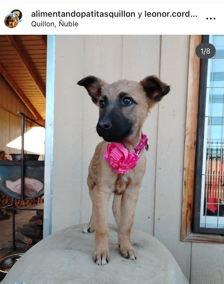 Foto de Perrito