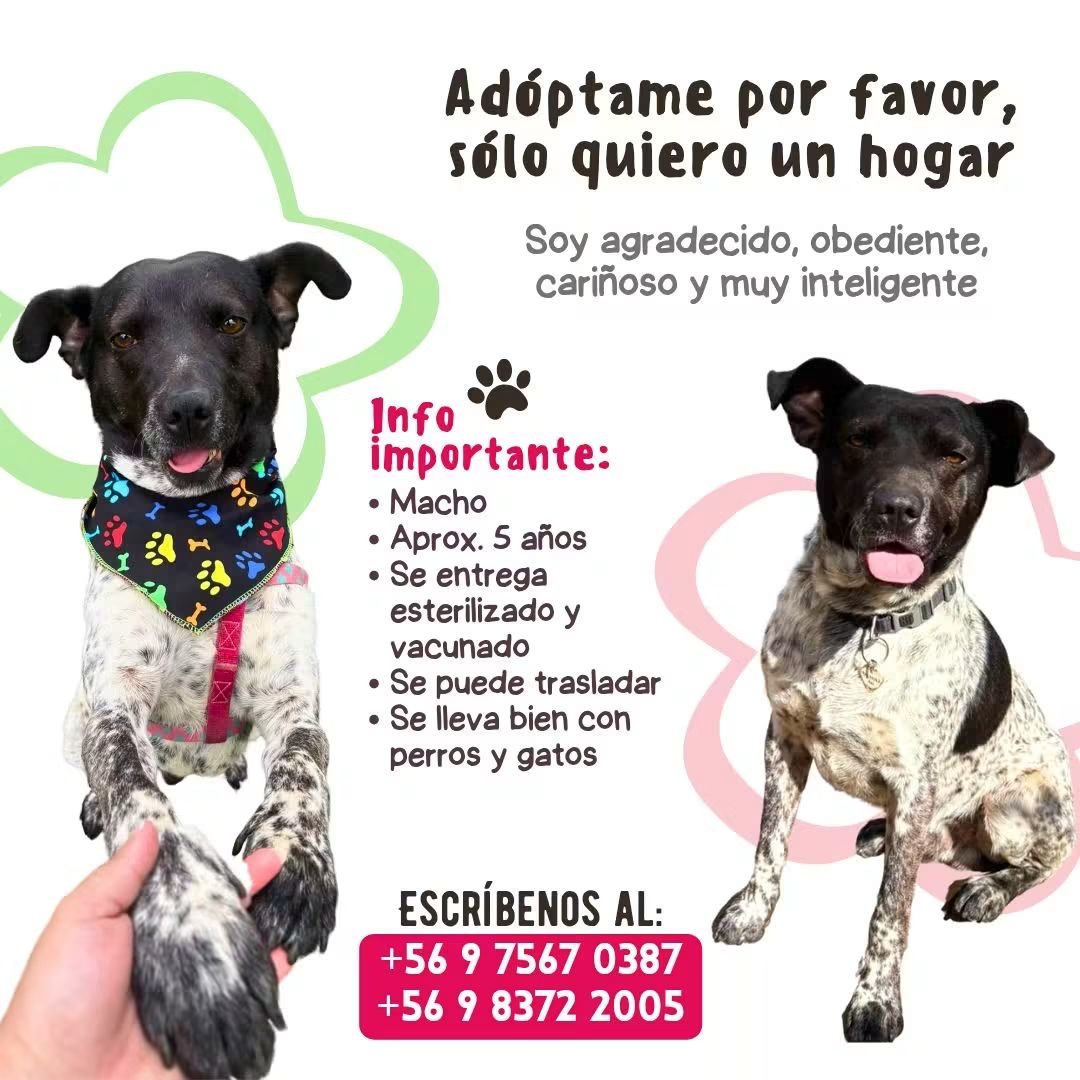 Foto de Perrito, perro en adopción en Estación Central