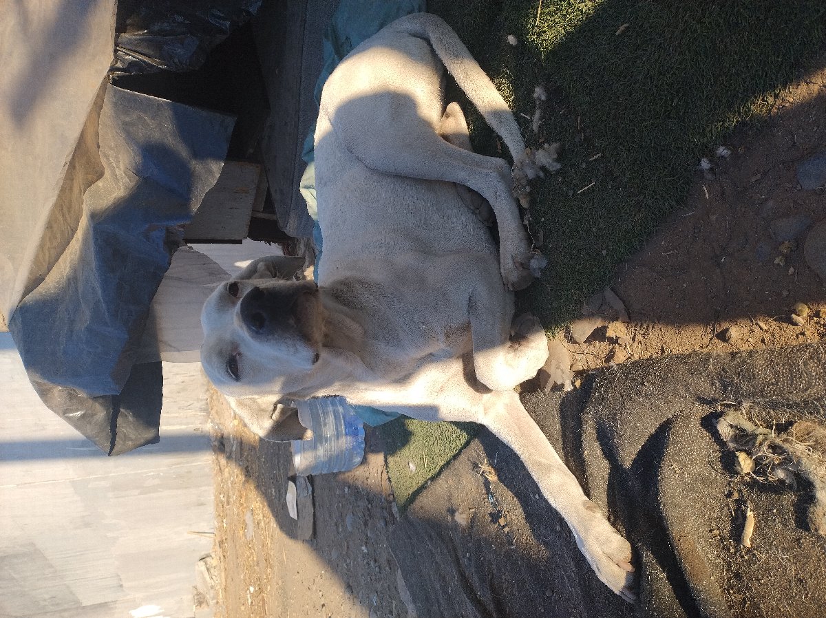 Foto de Perrito