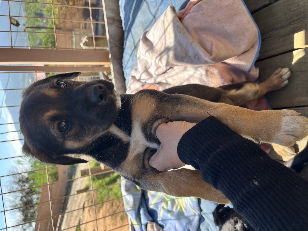 Foto de Perrito, perro en adopción en Concón