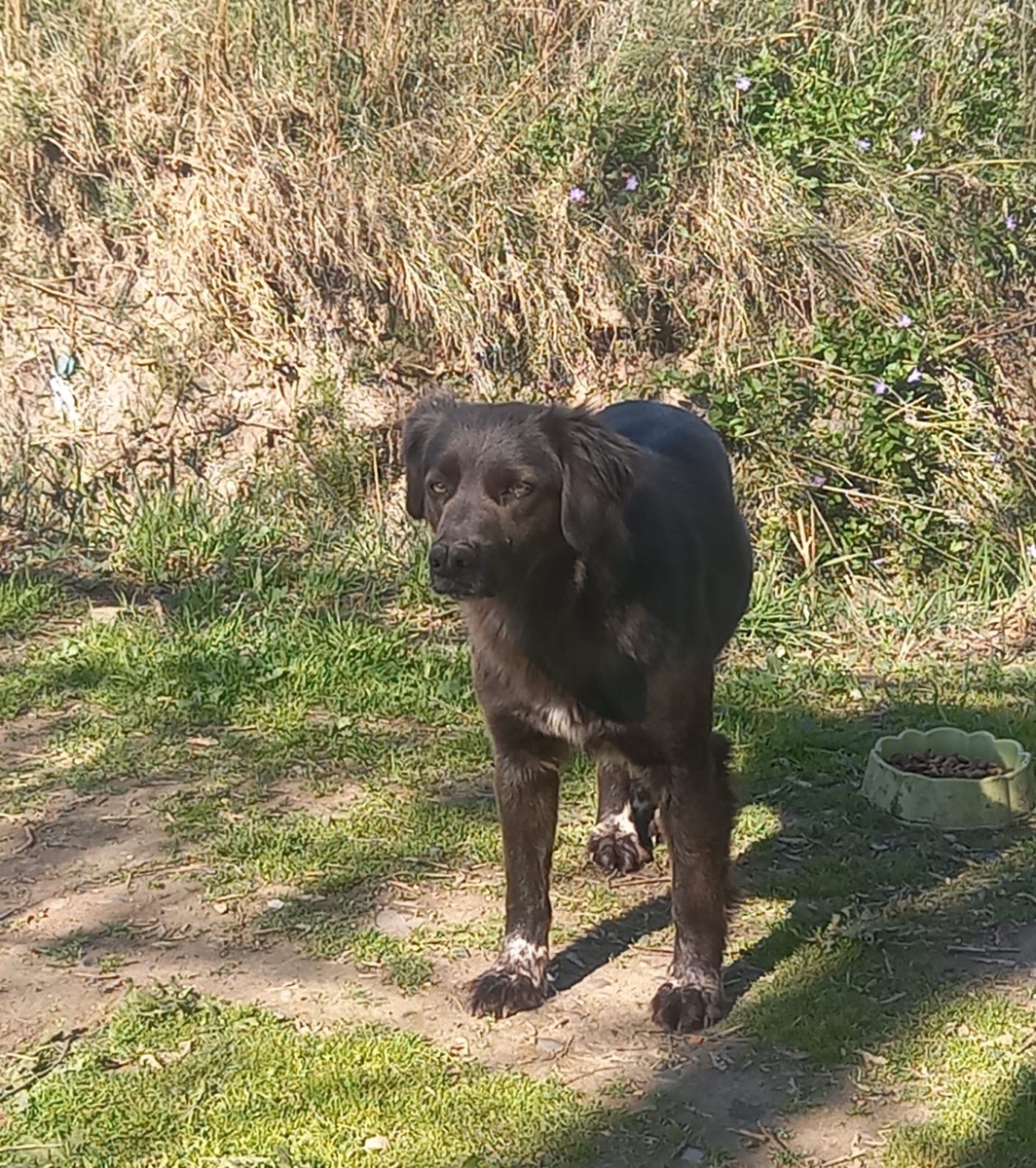 Foto de Perrito, perro en adopción en Calera de Tango