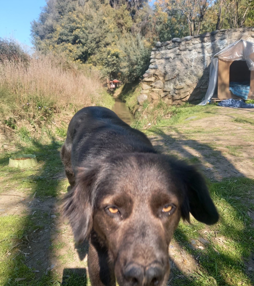 Foto de Perrito