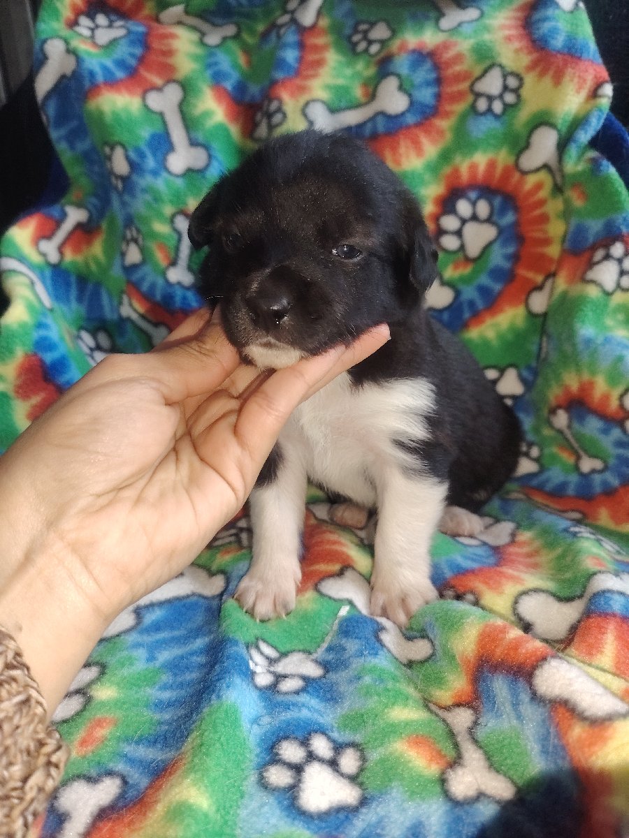 Foto de Perrito