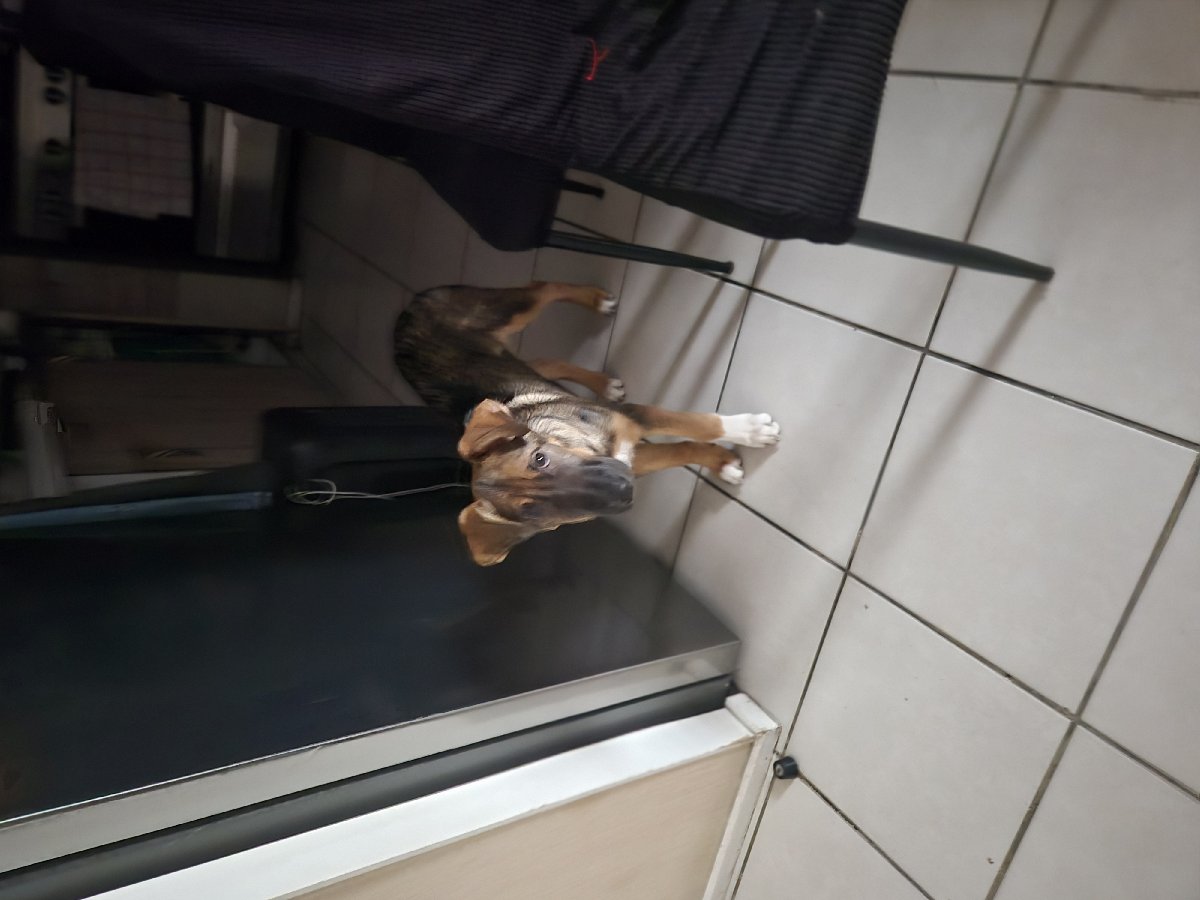 Foto de canelaa