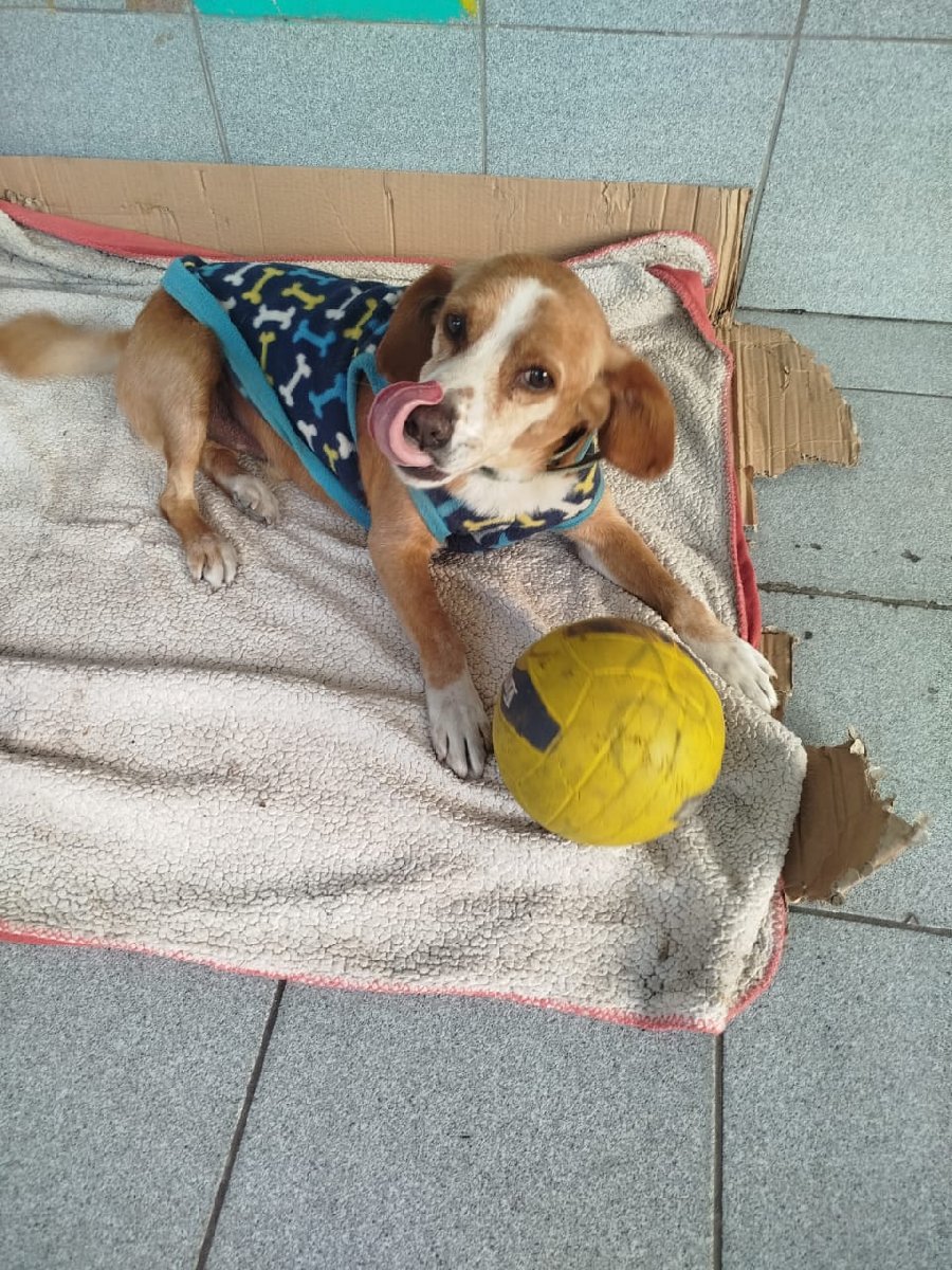 Foto de Jorge, perro en adopción en La Pintana