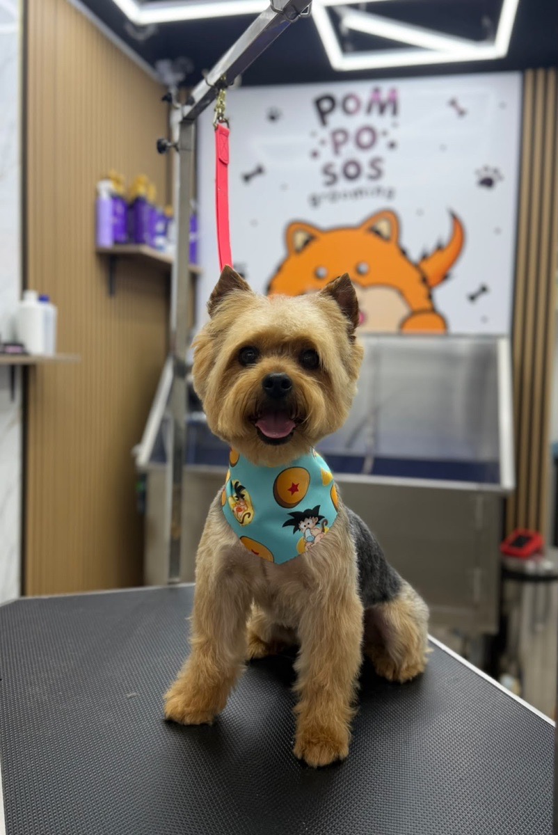 Foto de Perrito, perro en adopción en Ñuñoa