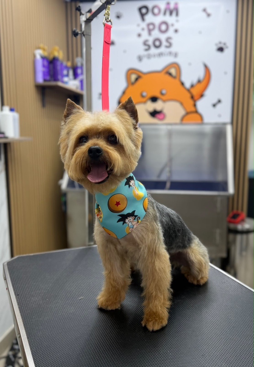 Foto de Perrito