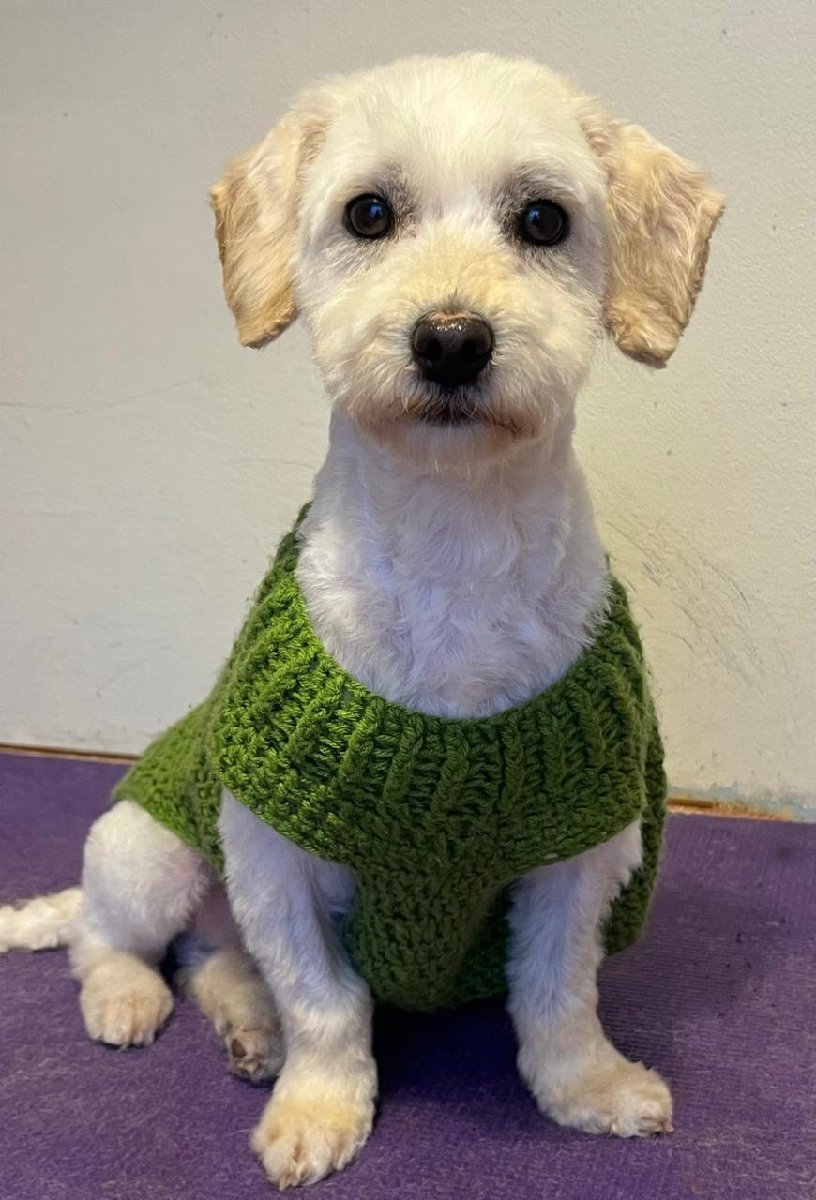 Foto de Queso, perro en adopción en Peñaflor