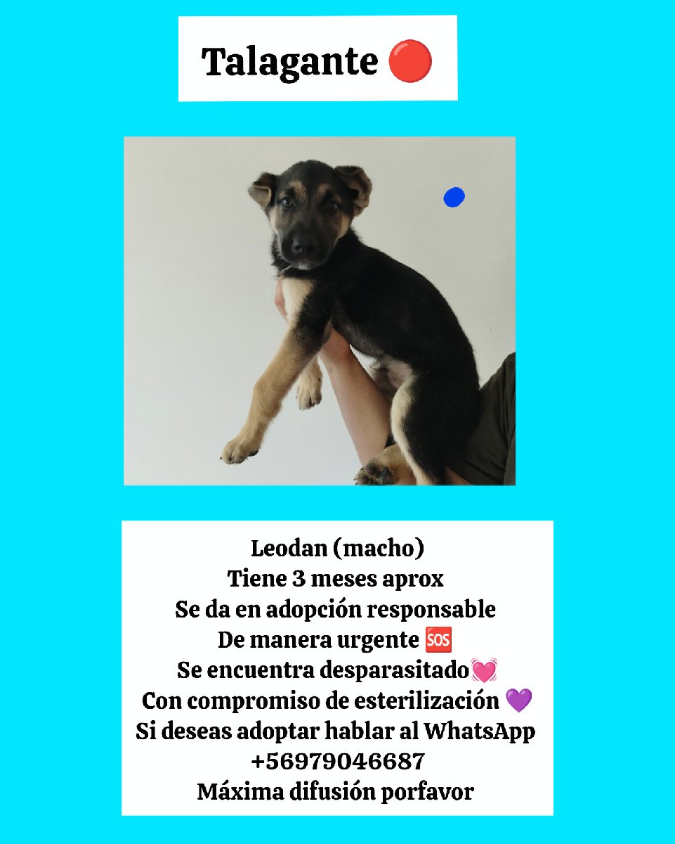 Foto de Perrito