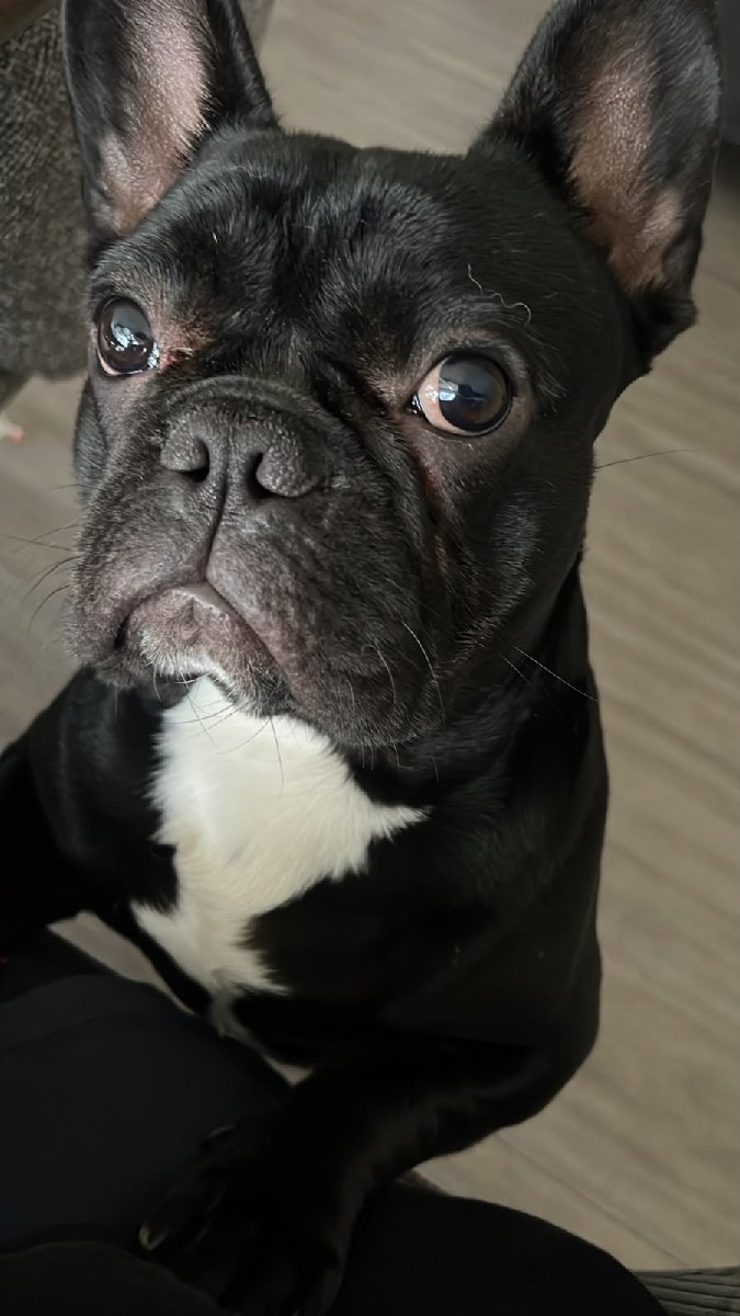 Foto de Perrito, perro en adopción en Puente Alto