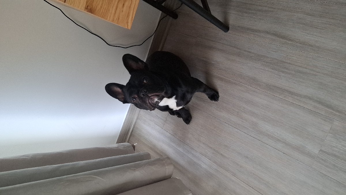 Foto de Perrito
