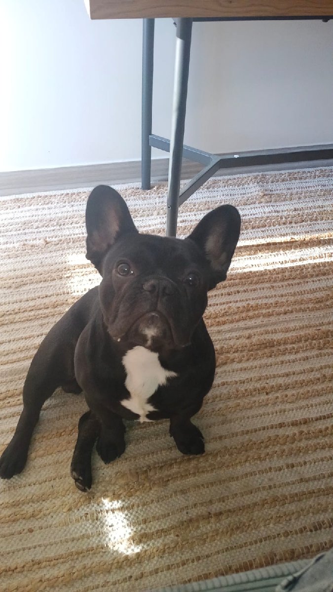 Foto de Perrito