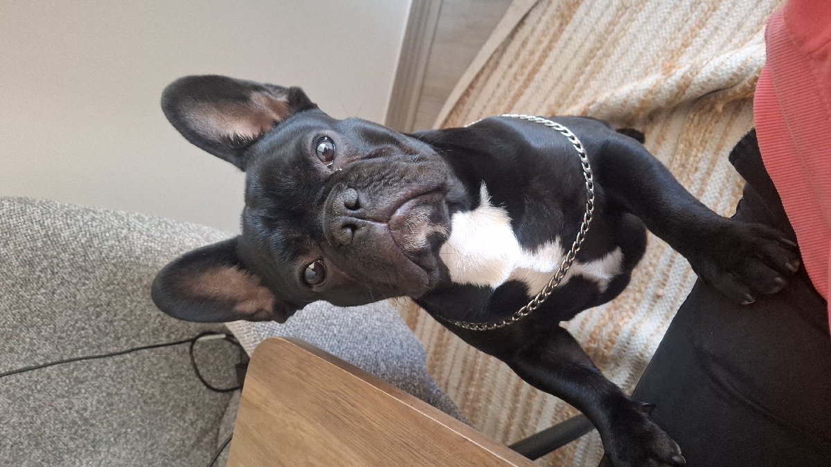 Foto de Perrito
