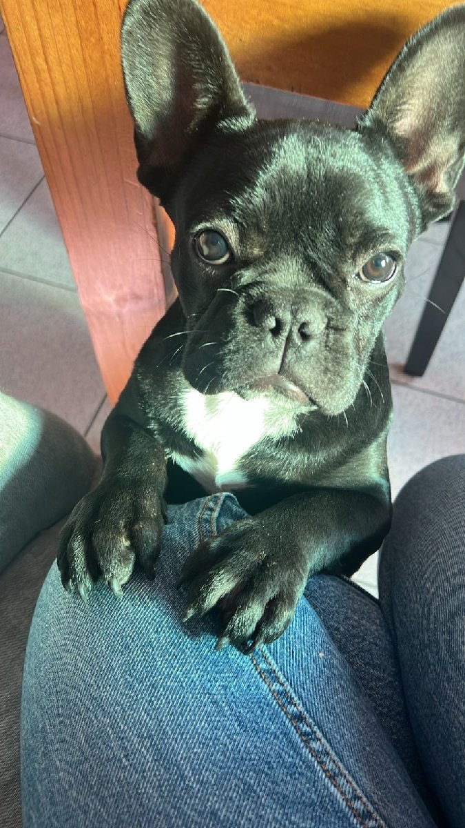 Foto de Perrito
